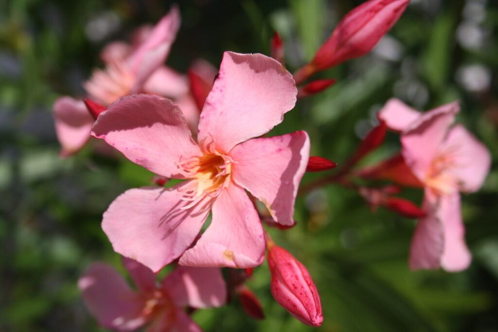 laurier rose